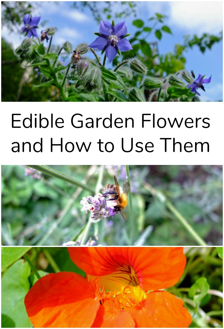 Collage of edible garden flowers.