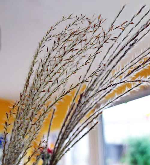 Dried grasses with fluffy stems and seed pods.