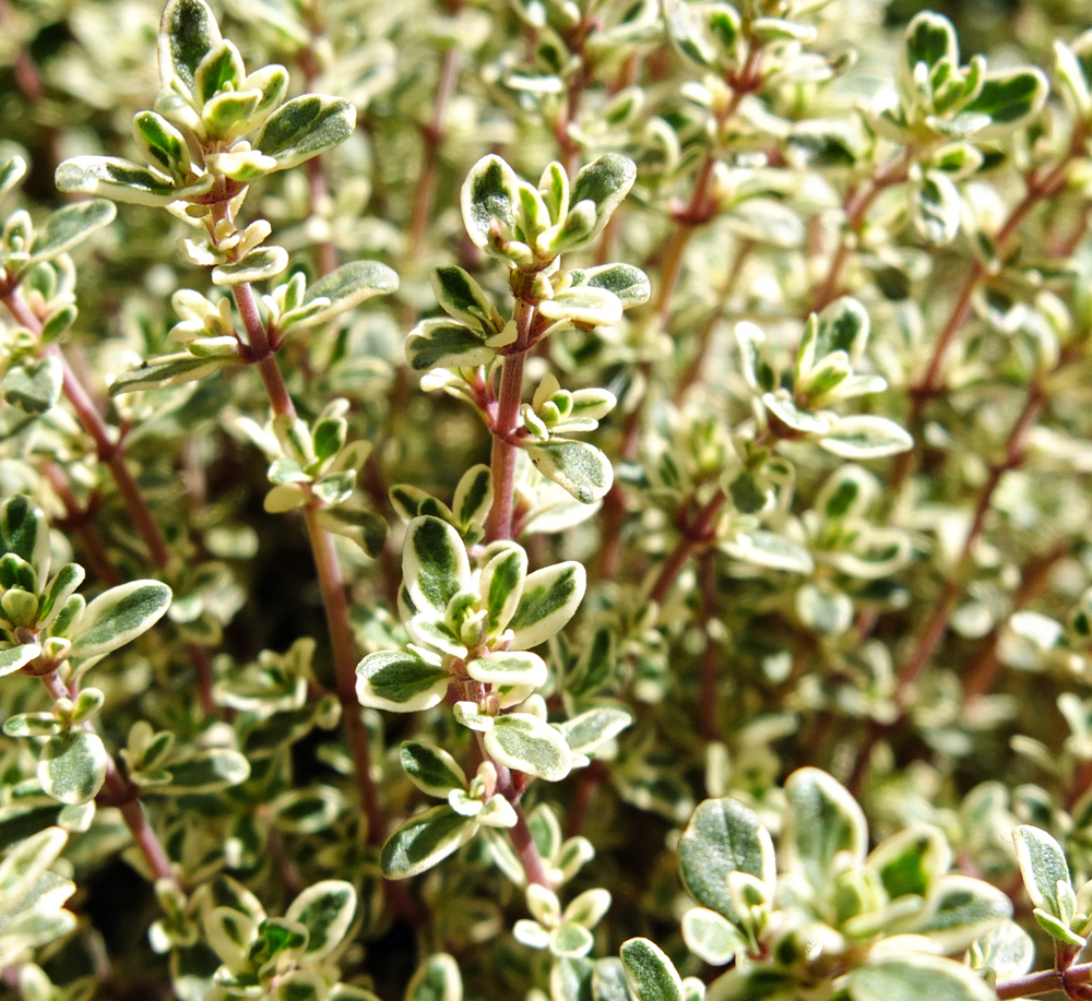 Closeup shot of a thyme bush.