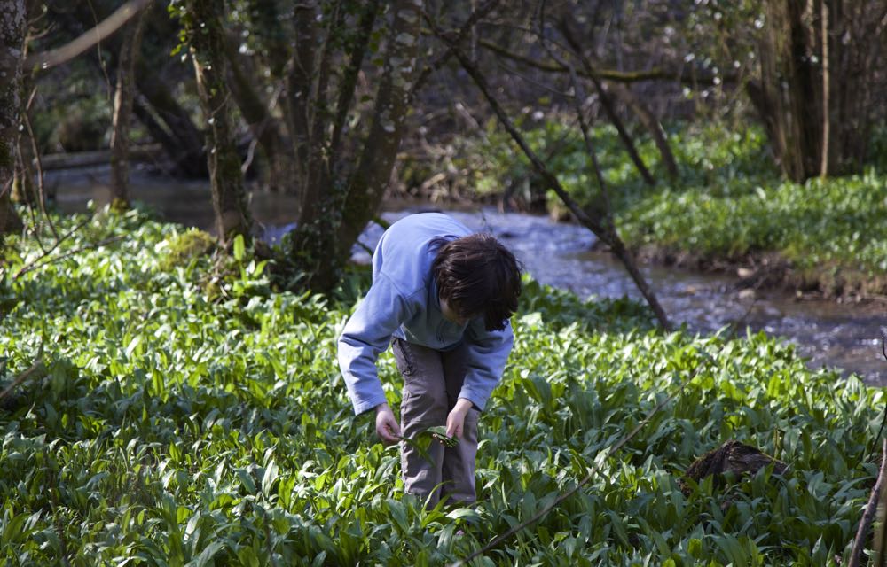 Collecting wild garlic.