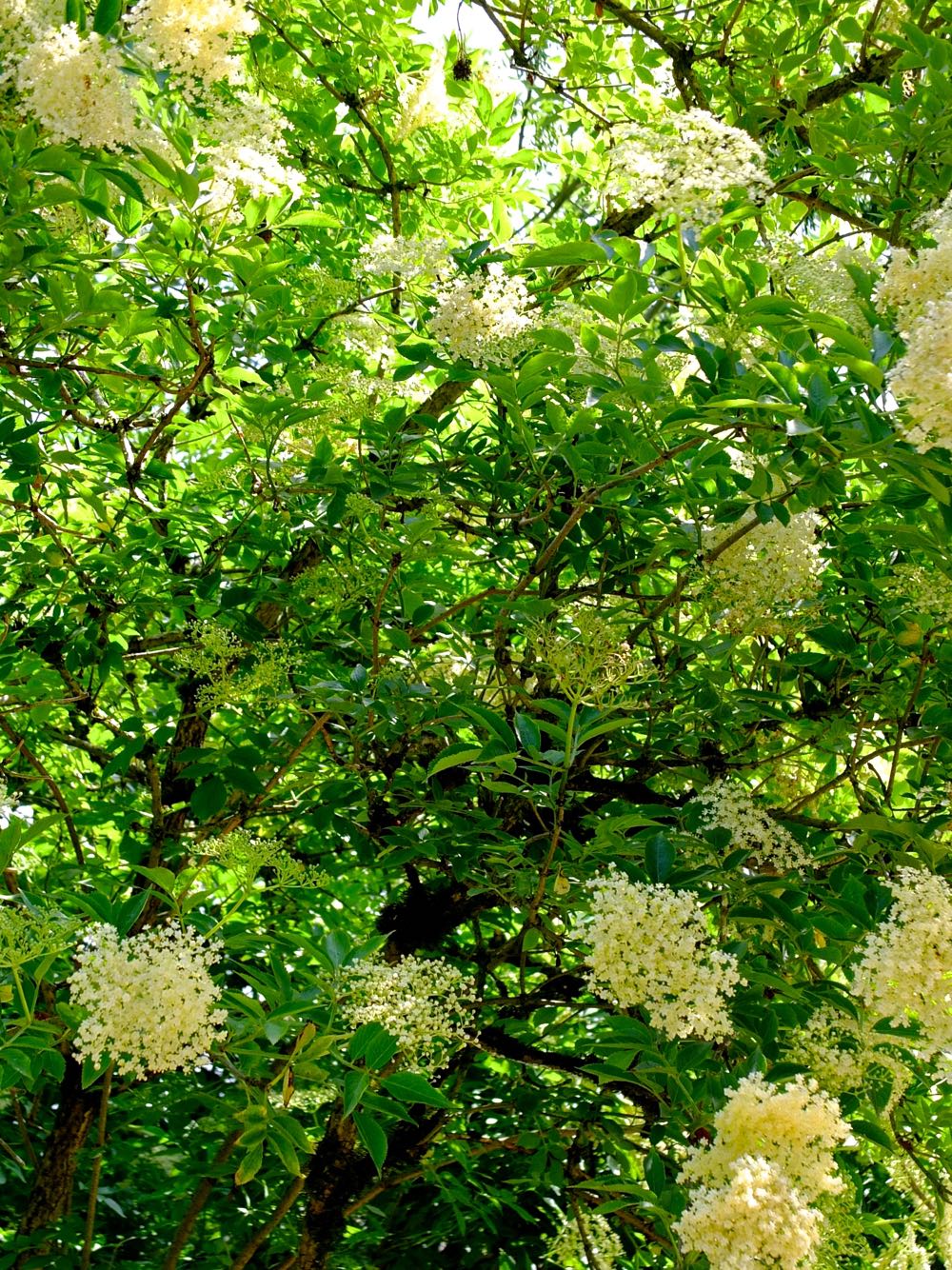 Sunlight shining through an elderflower bush.